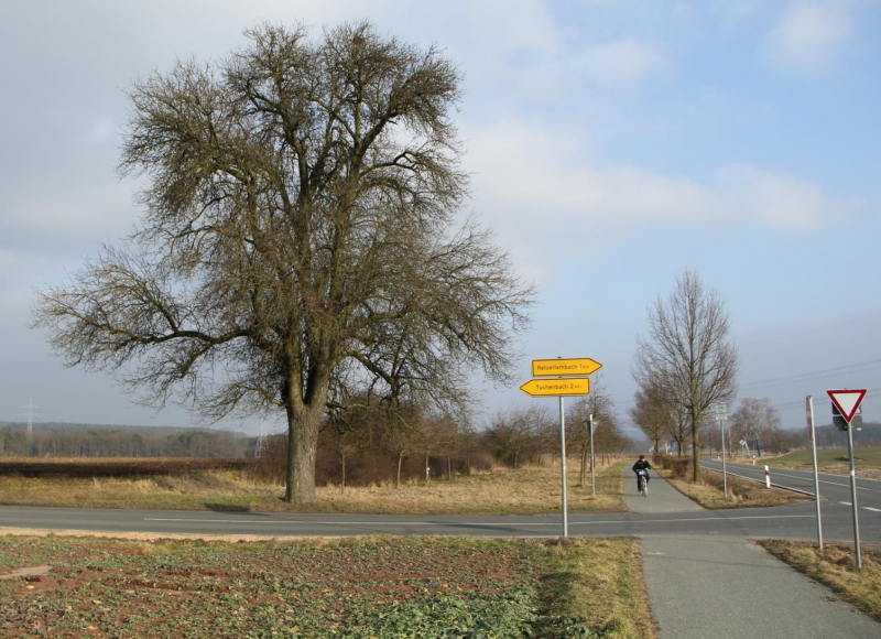 Der Birnbaum muss bleiben