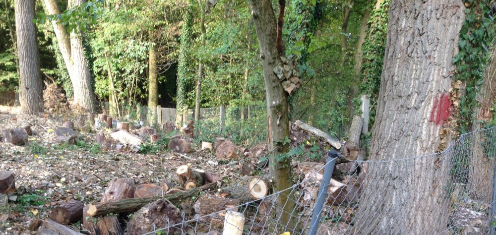 Baumfrevel im Naturschutzgebiet