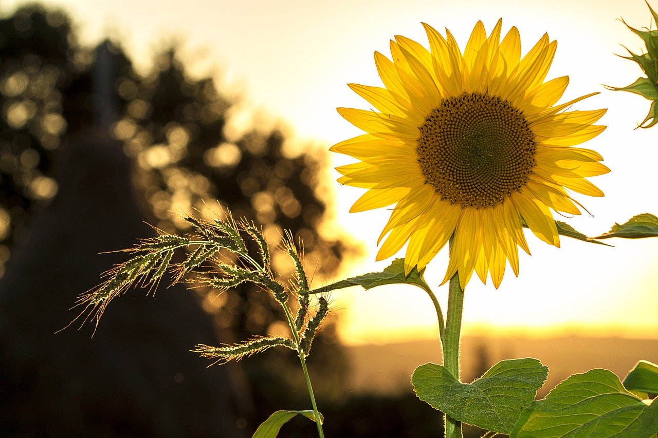 Sunflower Flower Plant Petals  - mploscar / Pixabay