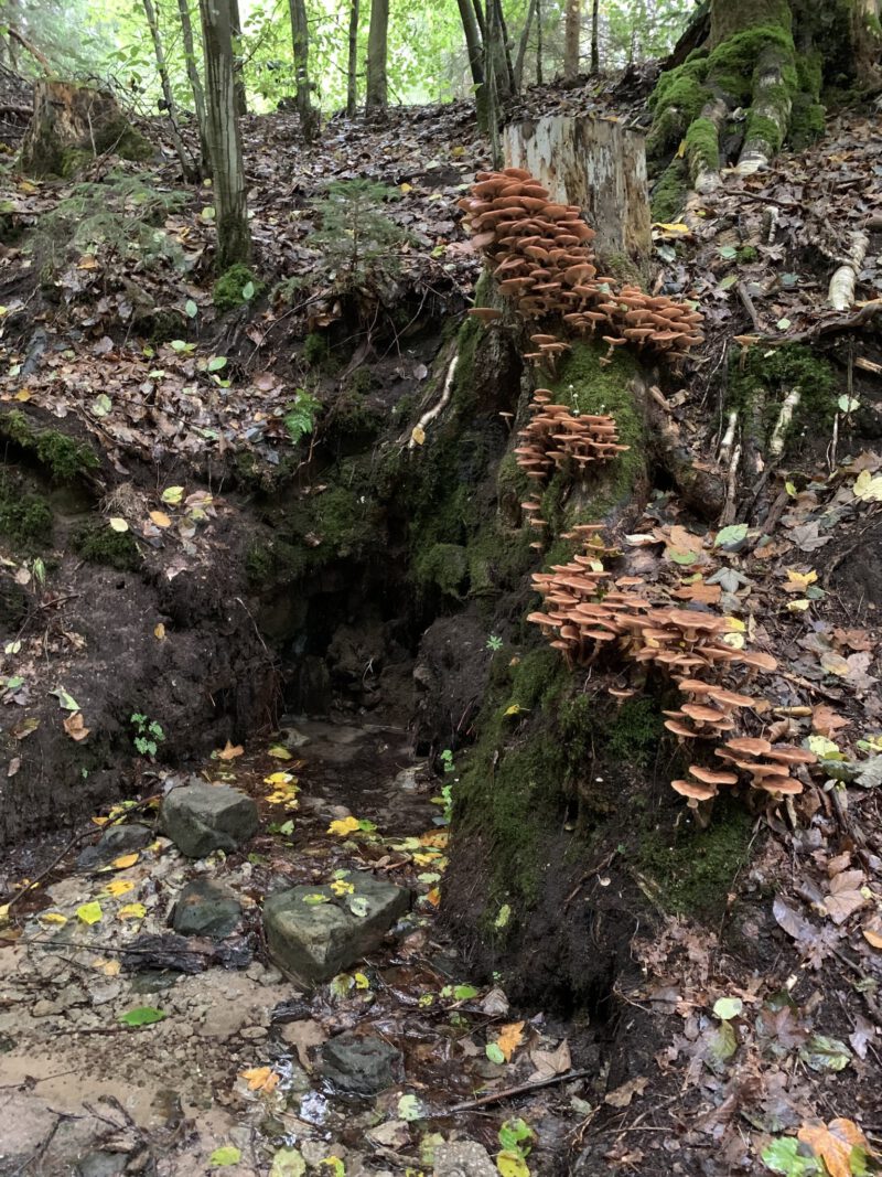 Eine Naturquelle im Wald. Klares Wasser tritt aus und schafft Lebensräume im Wald.