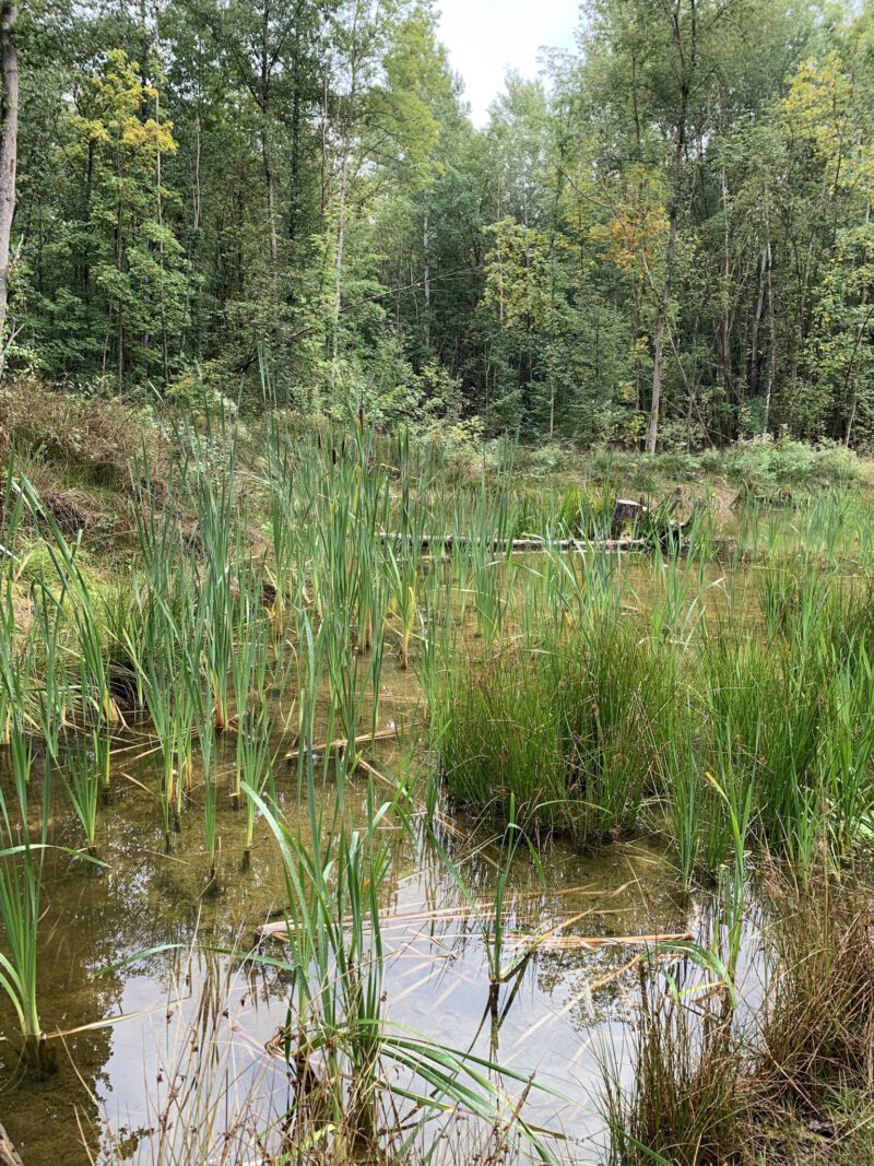 Ein künstlich angelegtes Biotop für seltene Tierarten. Schilf hat den Lebensraum schnell gewonnen und mit anderen Pflanzen und Tieren besiedelt.